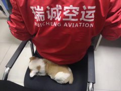 成都至太原發寵物狗狗一只