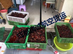 成都至西藏昌都小龍蝦發運