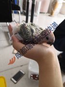 成都至廈門寵物鸚鵡