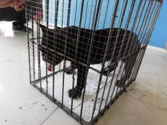 成都至太原斗牛犬的發運